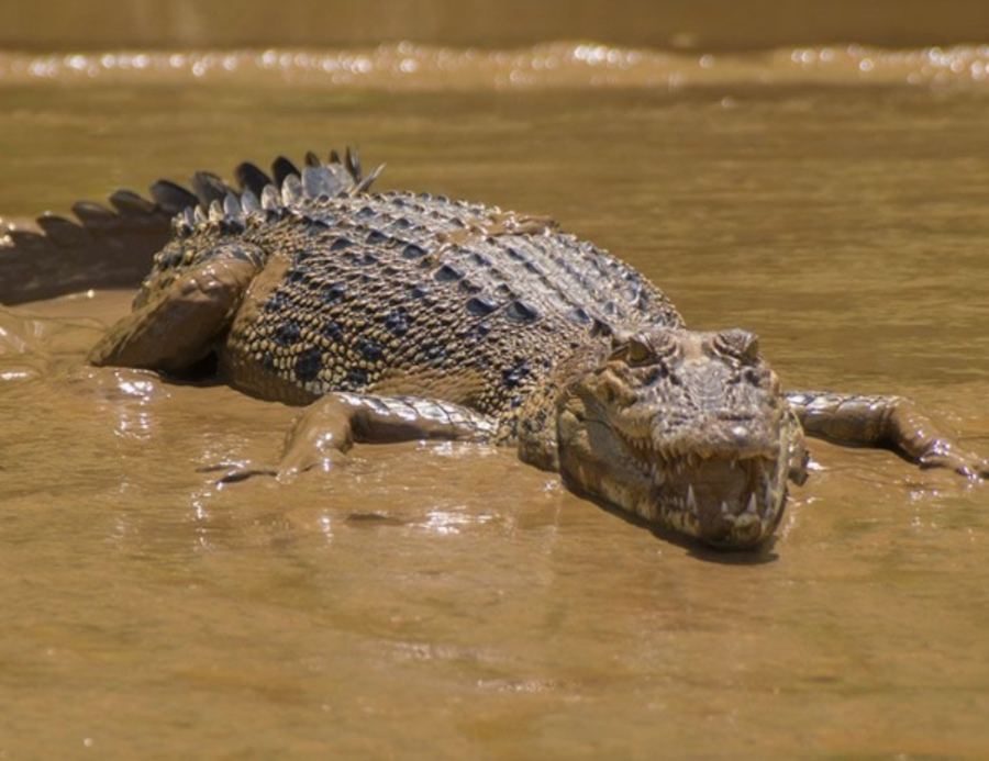 Crocodile