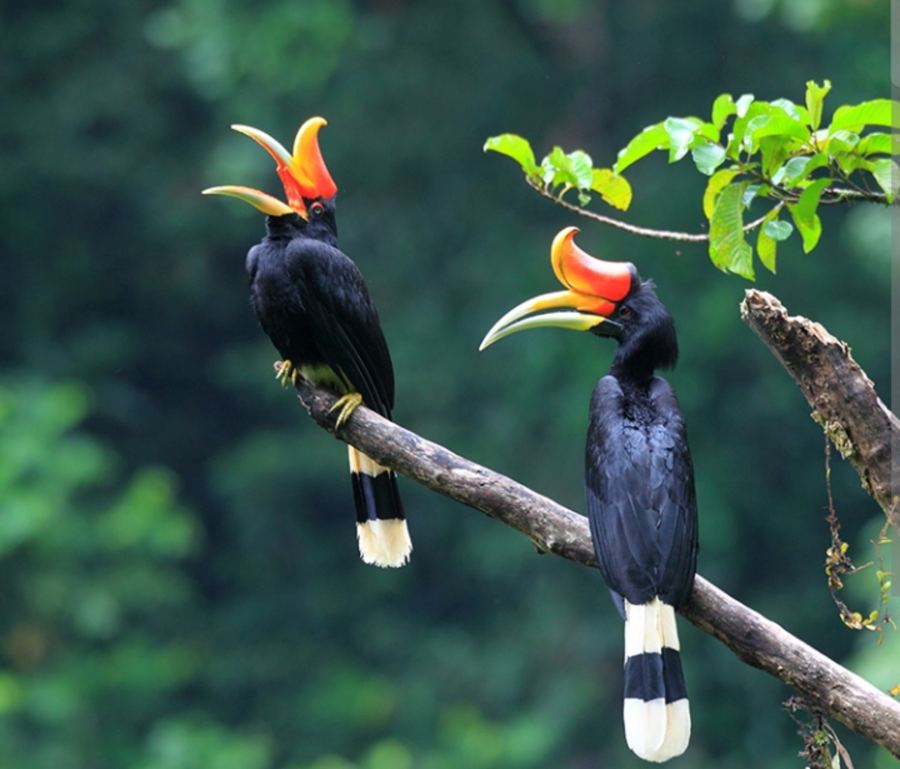 Hornbills