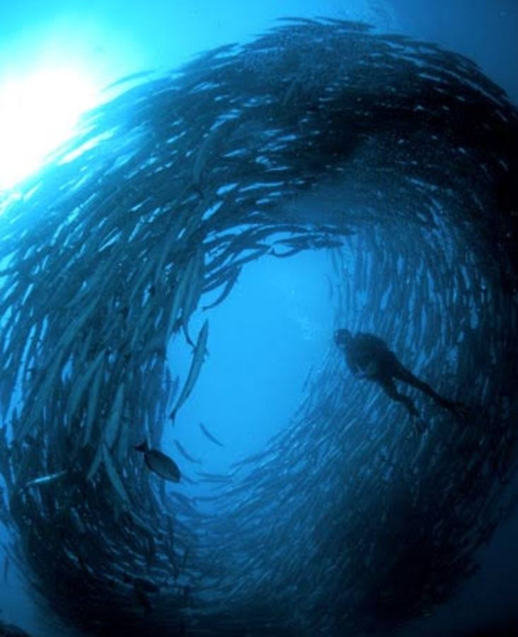 Barracuda tornado